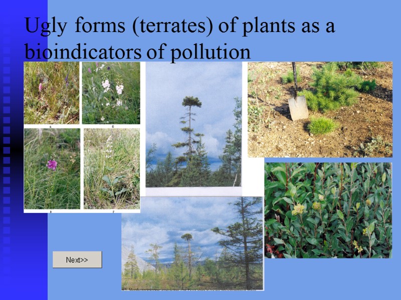 Ugly forms (terrates) of plants as a bioindicators of pollution